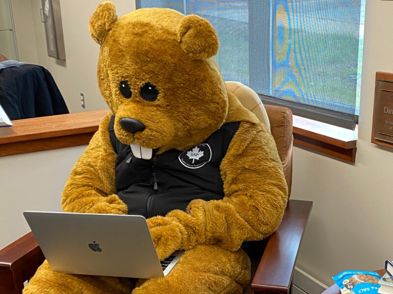 Chauncey the Beaver mascot sits in an armchair and types in a MacBook