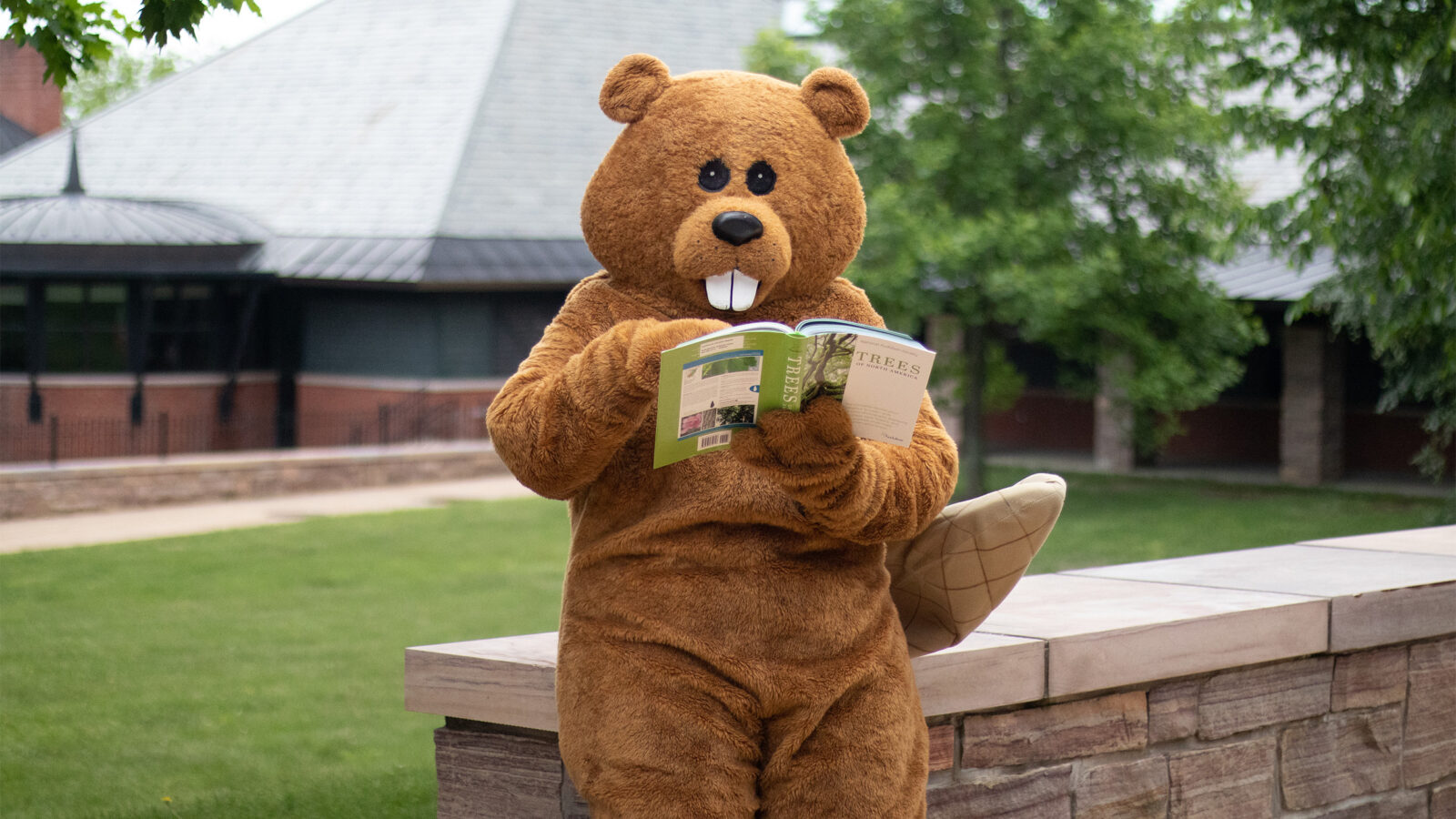 Chauncey the Beaver mascot reading a book outside