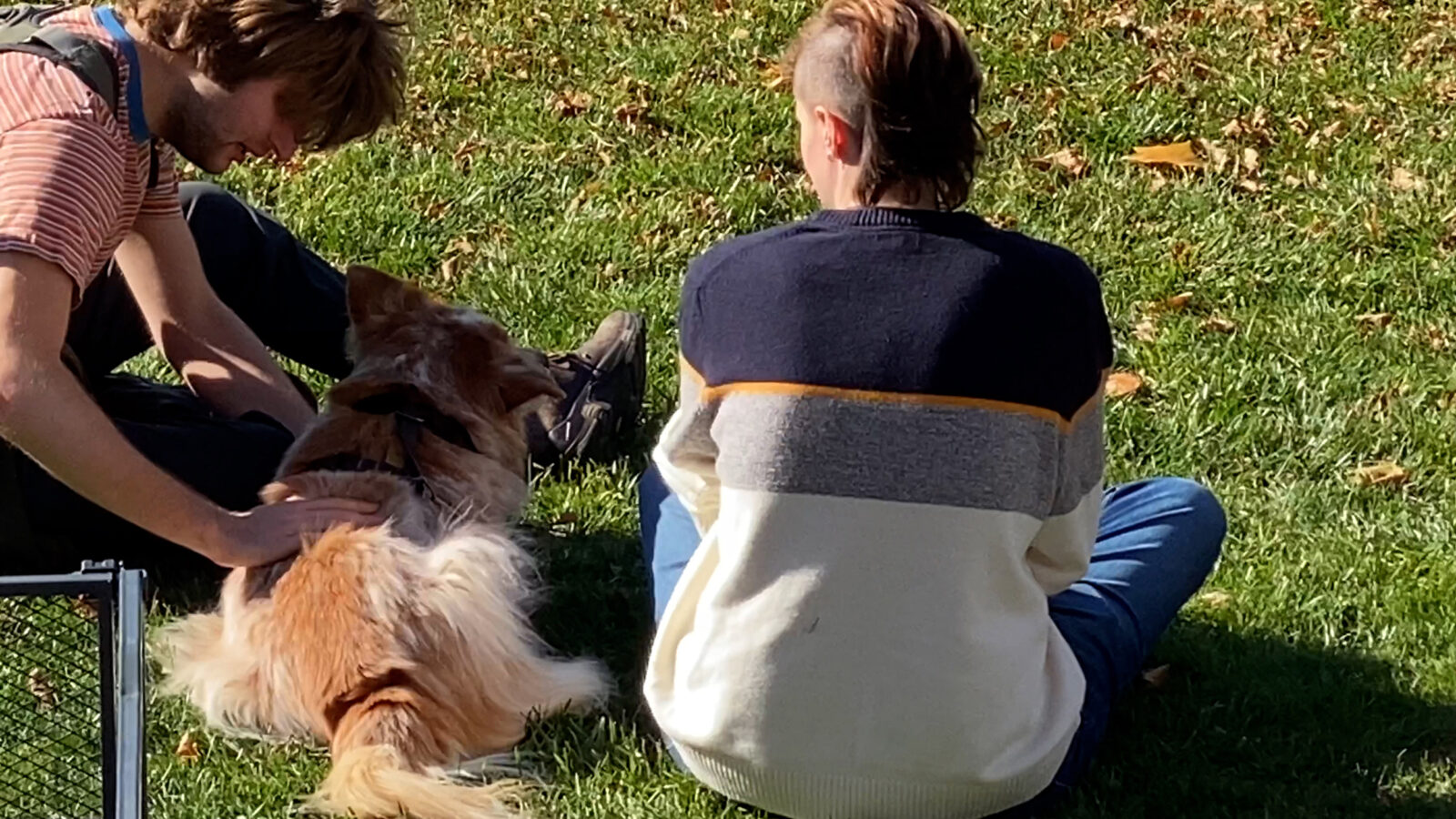 students sit with a dog on the lawn