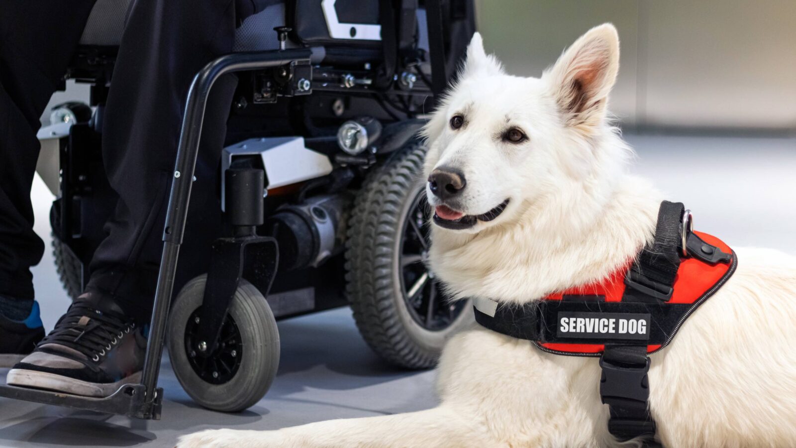 service dog sitting next to wheelchair