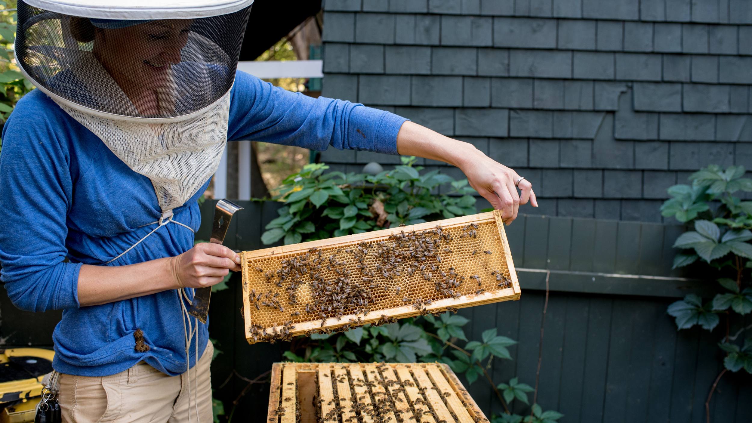 Champlain Apiary Buzzes With Experiential Learning
