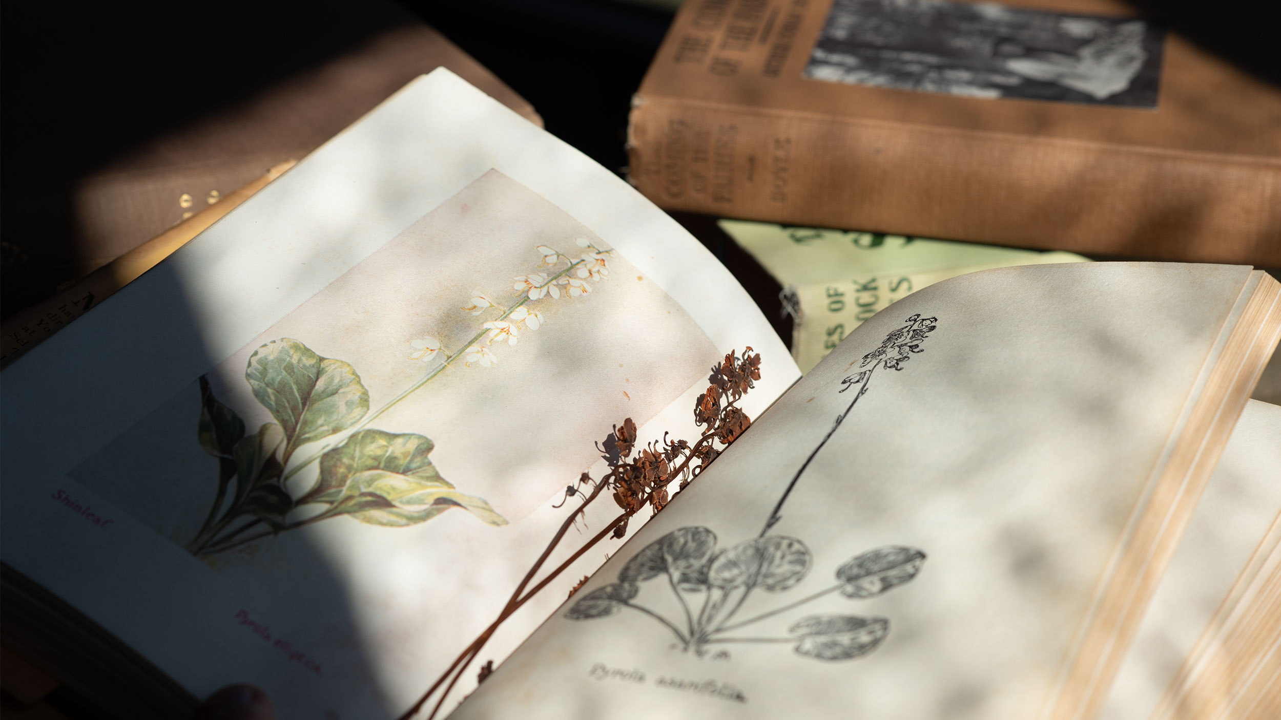 a book with an old pressed flower inside