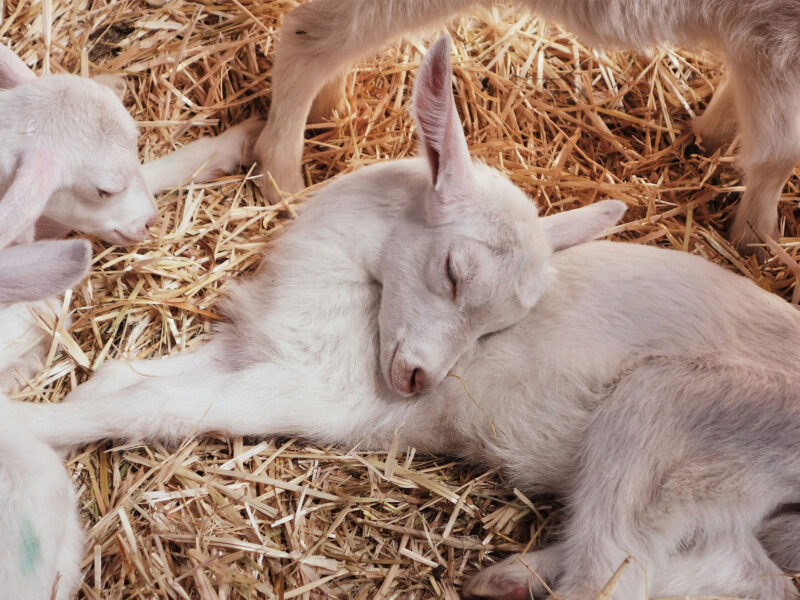 baby goats laying on hay