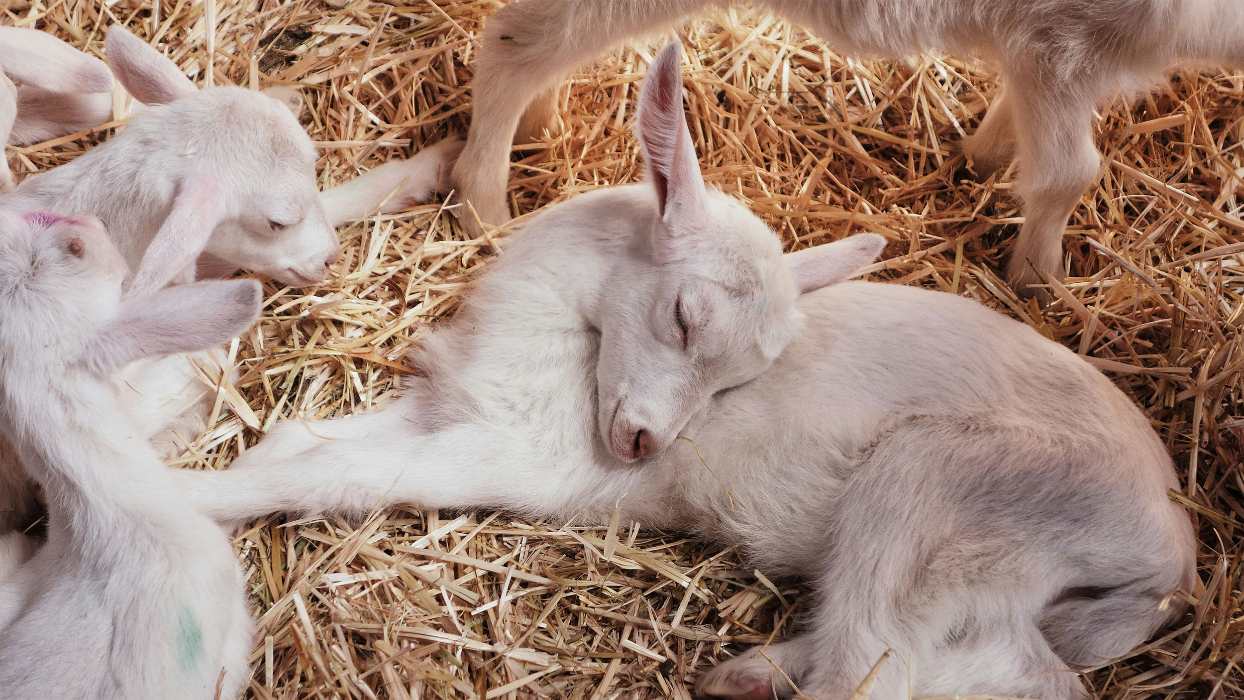 baby goats laying on hay