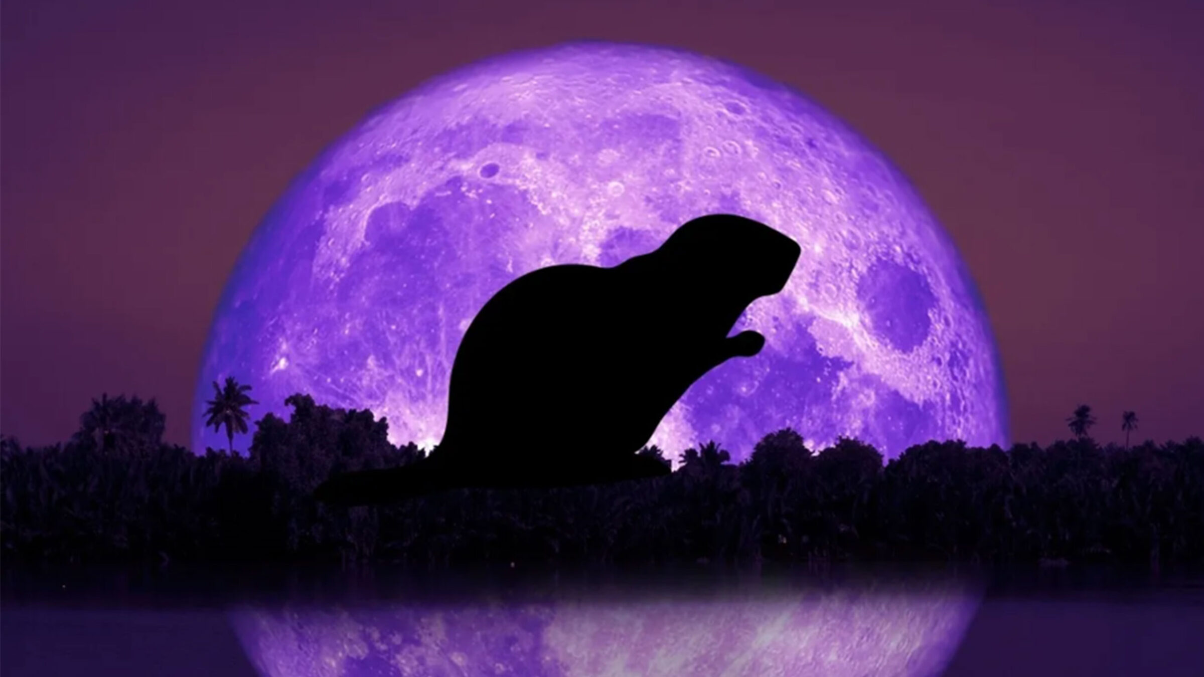 beaver illuminated in front of purple moon