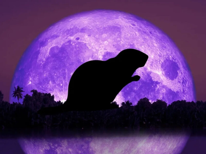 beaver illuminated in front of purple moon